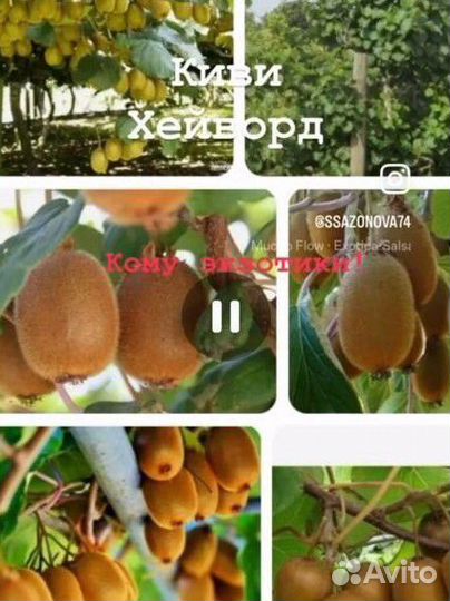 Саженцы киви