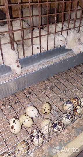 Перепела продажа