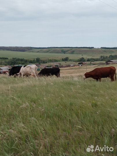 Коровы с быком