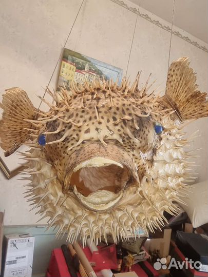 Чучело рыбы