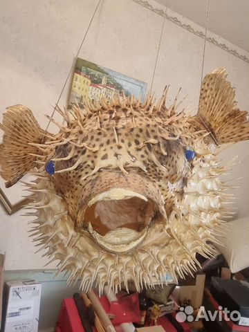 Чучело рыбы