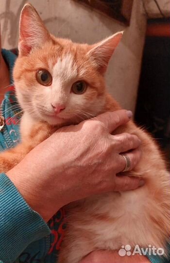 Кошка в дар