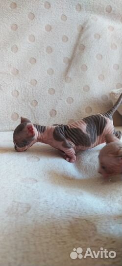 Канадский сфинкс