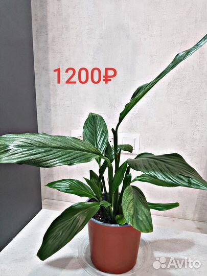 Спатифиллум Сильвер Купидо