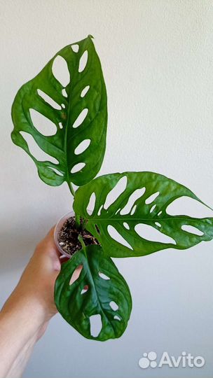 Ароидные, замиакулькас Зензи