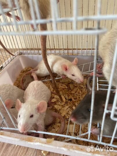 Крыса дамбо сфинкс