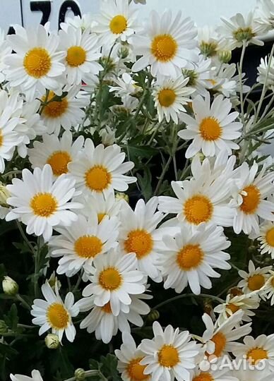 Хризантемы ромашковидные