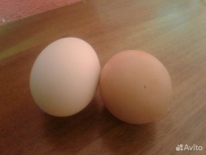 Яйцо домашнее куриное, без химии и антибиотиков