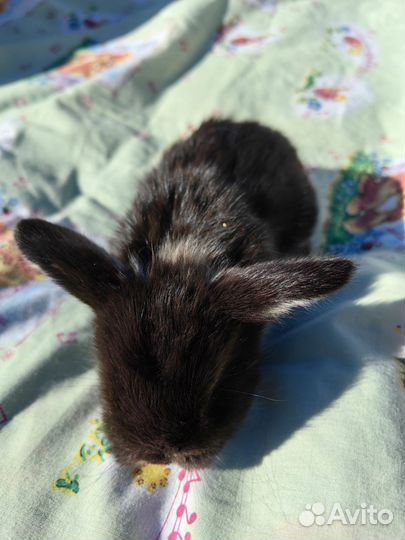 Декоративные кролики вислоухие