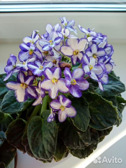 Фиалки сортовые и без названия