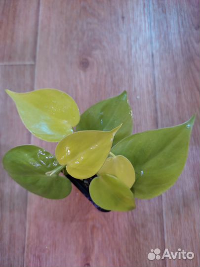 Филодендрон