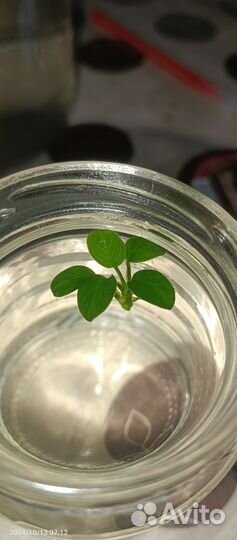 Анубиас нано петит