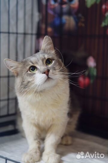 Коты в добрые руки