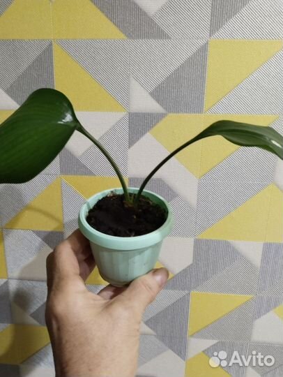 Эухарис амазонская лилия