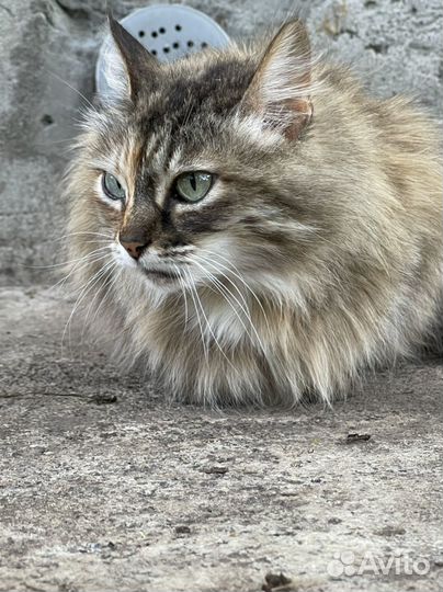 Кошка в добрые руки