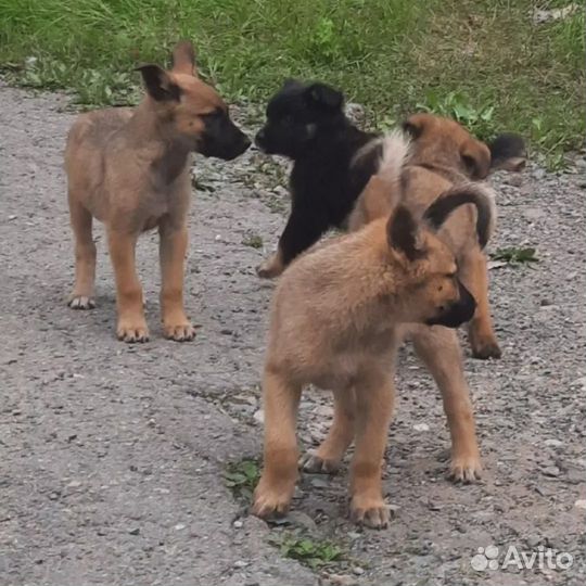 Щеночки в добрые руки