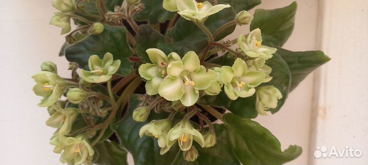 Фиалка Эсмиральд Лав