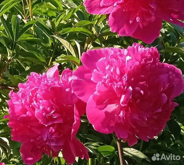 Генри Бокстос и Неизвестные малиновые сорта пионов