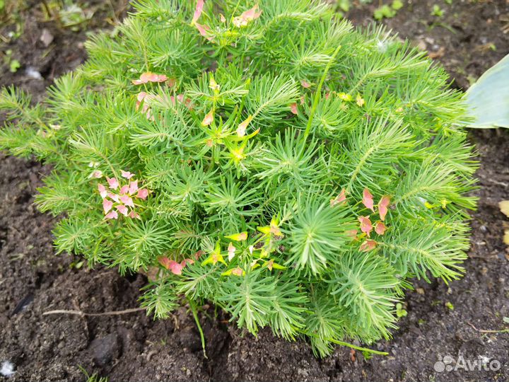 Многолетники, почвопокровные и комнатные растения