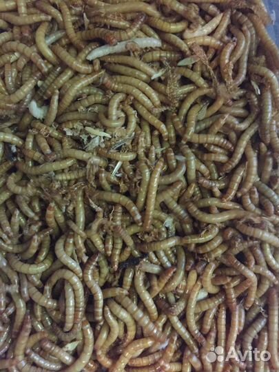 Мучной червь, зофобас