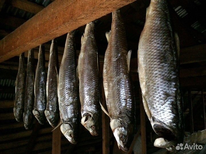 Рыба кутум тарашка сушенная