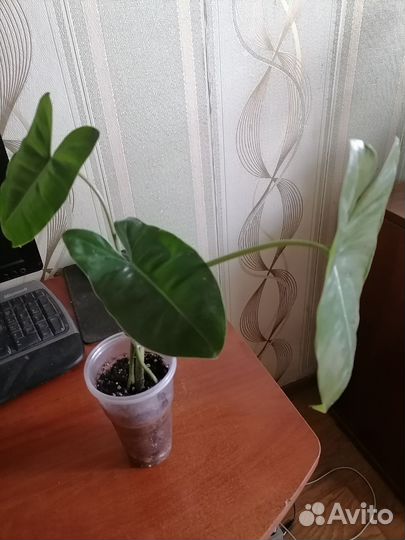 Филодендрон