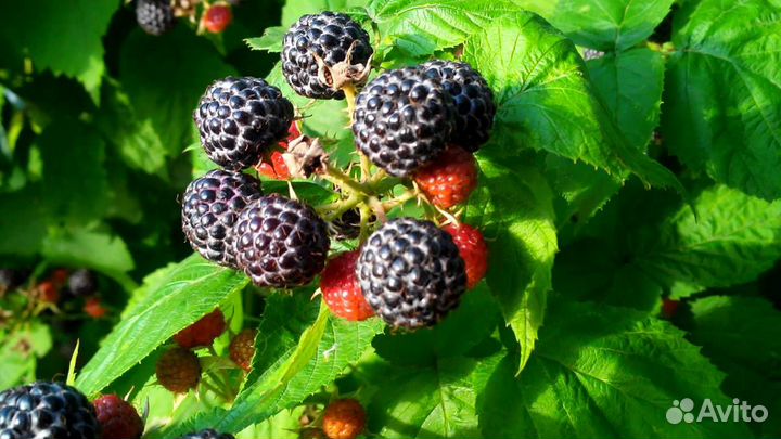 Растения Малина (кусты)