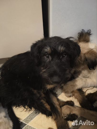 Щенок в добрые руки