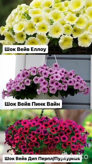 Рассада петунии тайдел