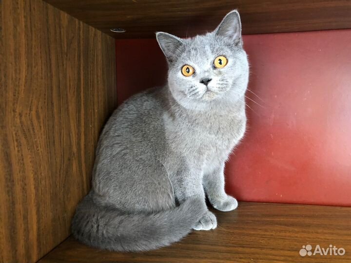 Британская кошка в дар