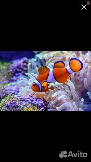 Аквариумные рыбки