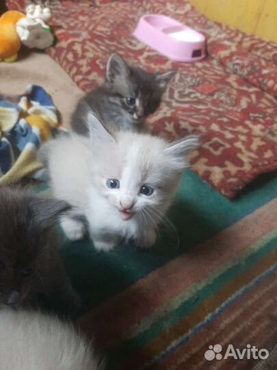 Котята в добрые руки