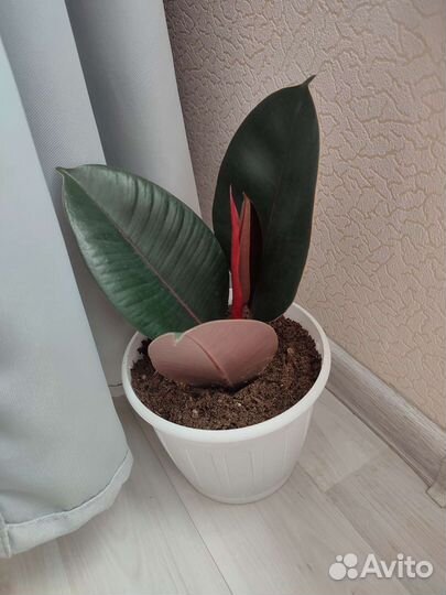 Фикус эластика Бургунди