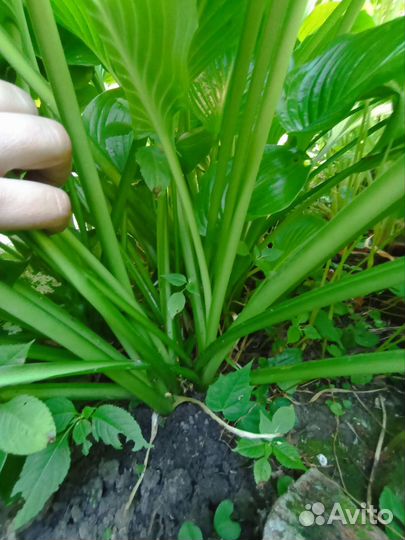 Хоста растение