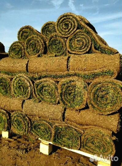 Рулонный газон 