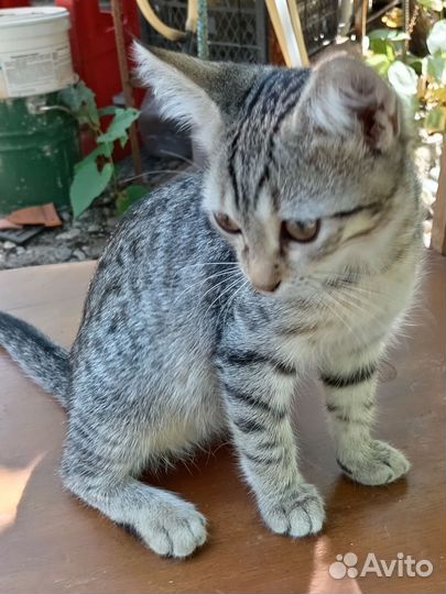 Котенок девочка