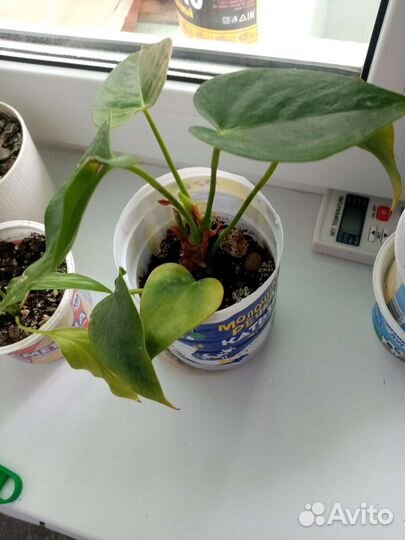 Спатифиллум, антуриум