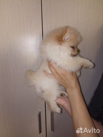 Померанский шпиц мини