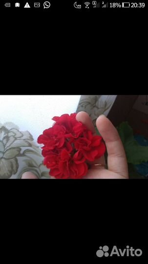 Продам на срез пеларгонии