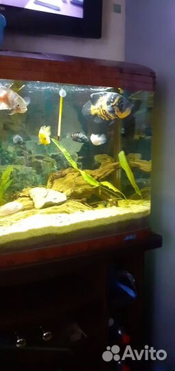 Коряга для аквариума бу