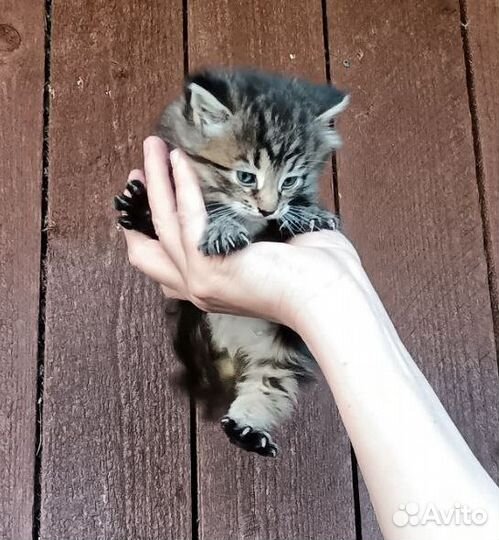 Сибирские котята