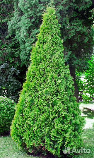 Туя Брабант