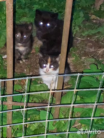 Отдам в добрые руки котенка