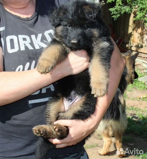 Красивейшие щенки дш овчарки