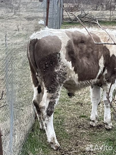 Телята бычки на откорм