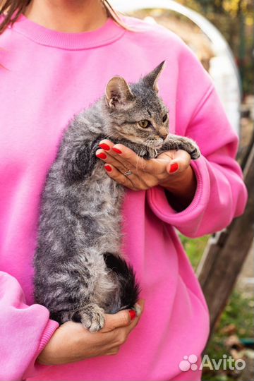 Котенок в дар