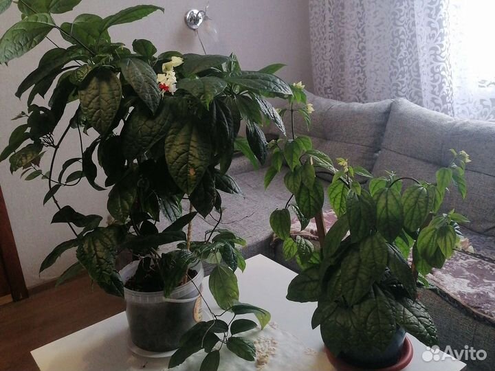 Продам цветы комнатные