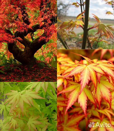 Клен веерный