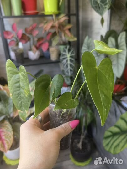 Антуриум красный