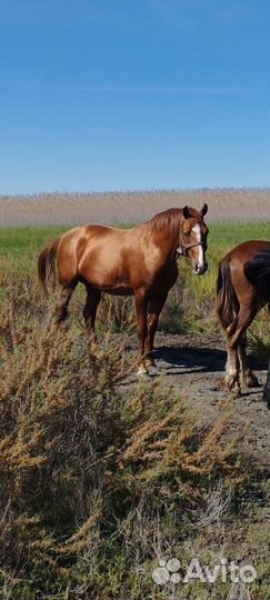 Донской жеребец
